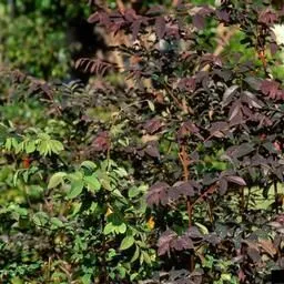 thumbnail for publication: Key Plant, Key Pests: Chinese Fringe (Loropetalum chinense)